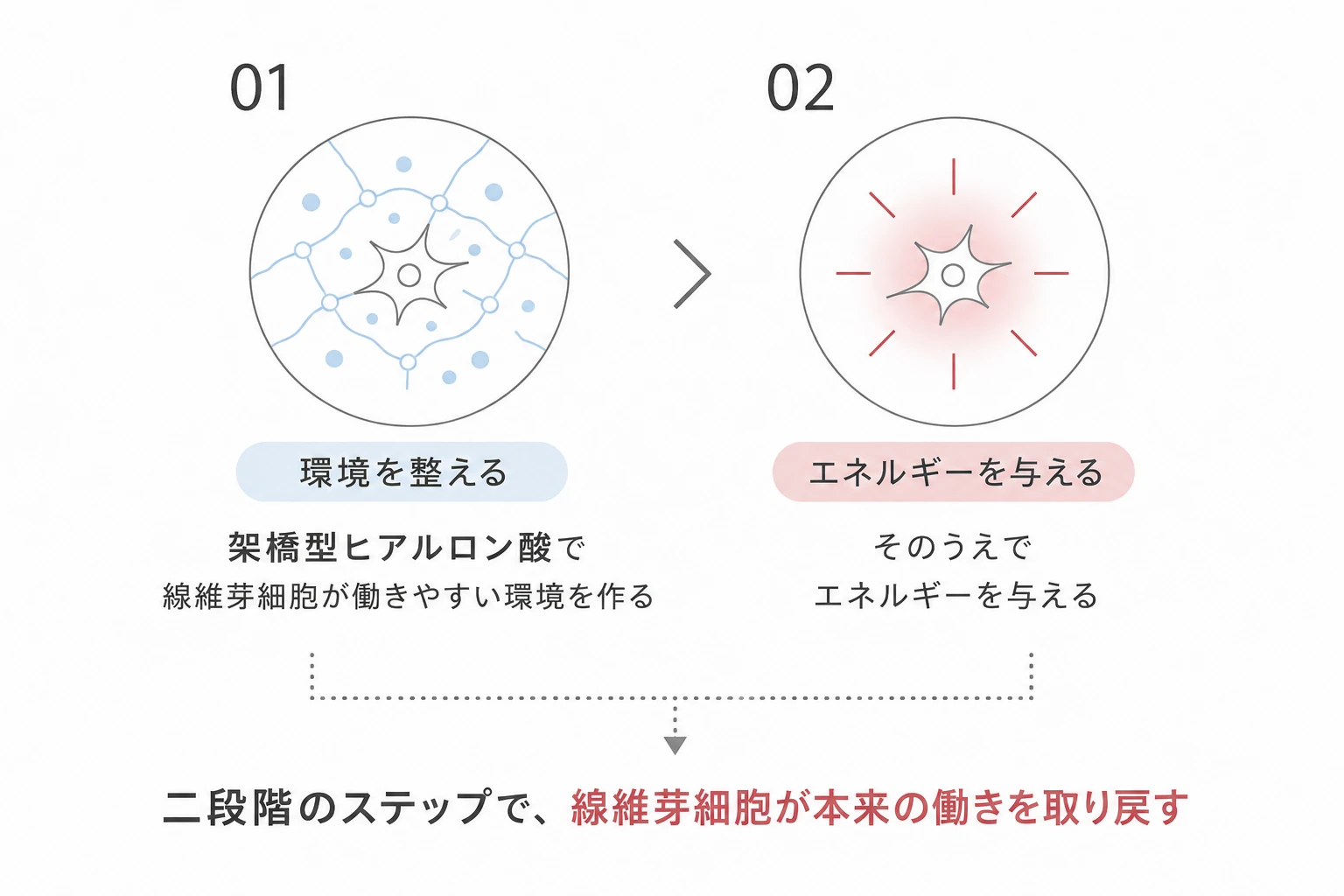 環境を整えてからエネルギーを与える二段階のステップで線維芽細胞が本来の働きを取り戻すことを示す図解