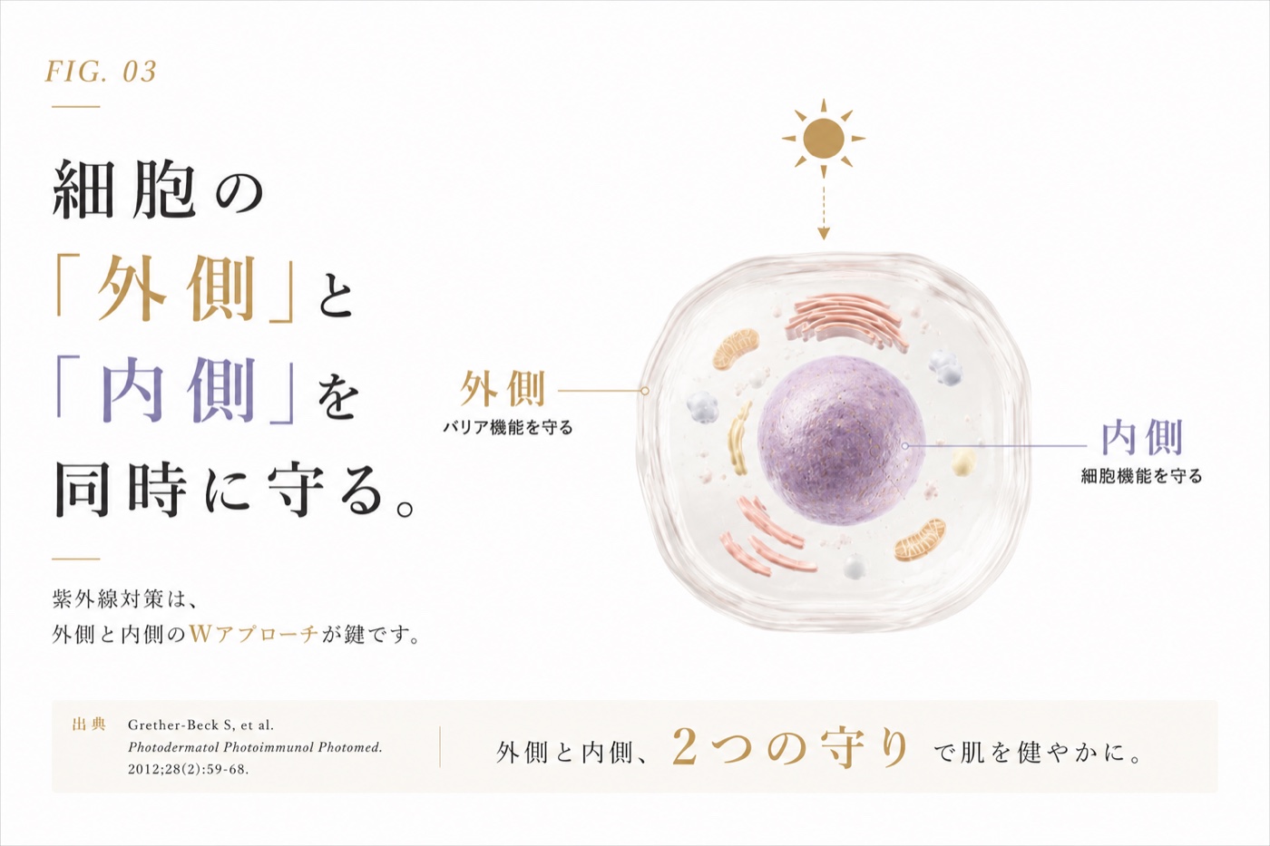 細胞の外側と内側を同時に守る二層防御の概念図