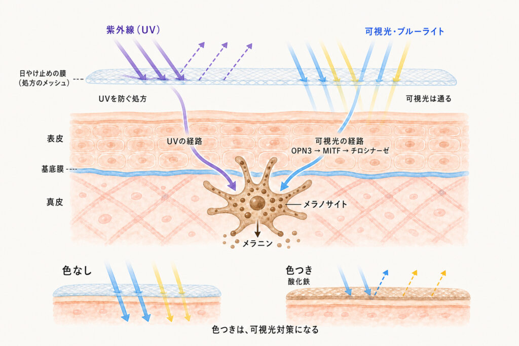 通常の日焼け止めでは可視光線が通り抜け、酸化鉄を含む色付きタイプが可視光線への配慮につながることを示す図