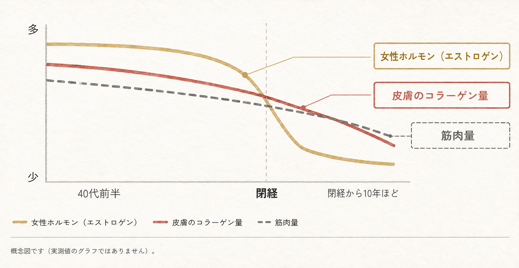 閉経を境に女性ホルモン、皮膚のコラーゲン量、筋肉量が低下していく概念図