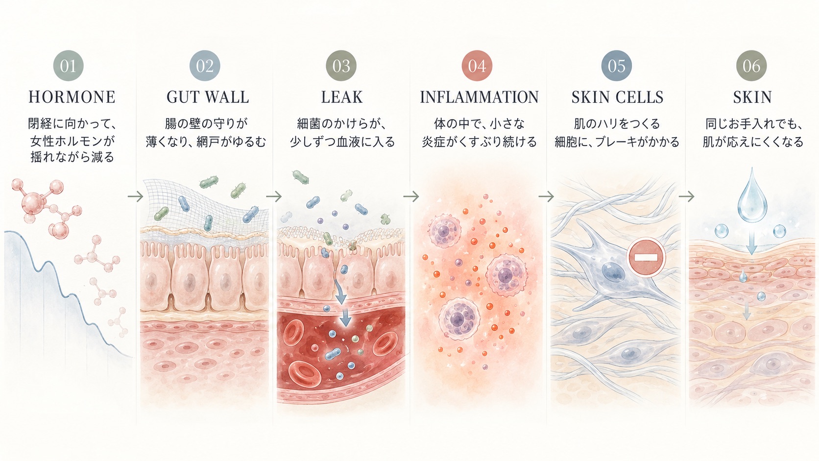 閉経に向かう女性ホルモンの低下から、腸の壁のゆるみ、細菌のかけらの侵入、くすぶる炎症、肌のハリをつくる細胞へのブレーキ、肌が応えにくくなるまでの6ステップを描いた水彩イラスト